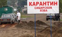 За полярным кругом России наблюдается эпидемия сибирской язвы