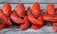 Запрещенные в Китае австралийские омары попадают в страну через Гонконг