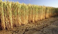 Засуха на южных равнинах США может сократить урожай пшеницы, усугубив проблемы с мировыми поставками зерна