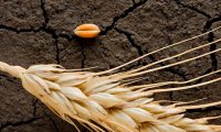 Засуха сократит урожай-2018 до минимума за пятилетку
