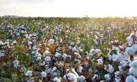 Засуха угрожает урожаю хлопка в США 