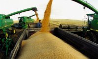 Зерна много, а куда его девать?
