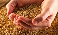 Зерновой рынок столкнулся с переизбытком пшеницы