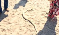 Житель Омска выгуливал на пляже своего питона