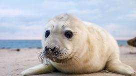 На побережье Каспия в Дагестане обнаружены 2,5 тыс. погибших тюленей