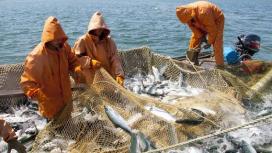 Богатые уловы, возможно, снизят цены на икру, но не на рыбу