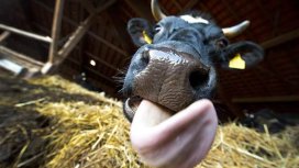 Что слизнула корова?