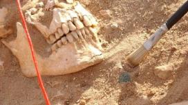 Роковые патогены: что на самом деле погубило армию Наполеона в России