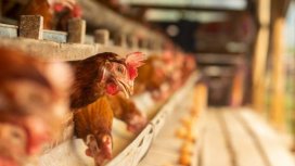 Российские компании освоили производство белкового комбикорма из личинок