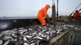 Рыбный промысел в России – рекорды, запреты, санкции