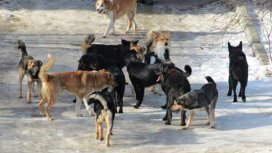 Только от жизни собачьей