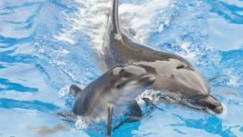 Трагедия дельфинов и человека