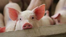 Ученые смогли оживить клетки и ткани в мертвых свиньях