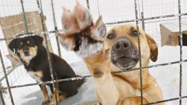 «ЗооДруг» идет на выручку зоопаркам и приютам Донбасса и Украины