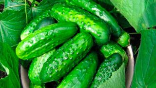 Диетологи назвали 7 причин есть огурцы каждый день