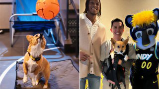 Корги-оракул по имени Стеф Фьюри, покоривший спортивный мир