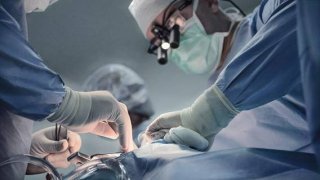 Лаборатория Франкенштейна: как учёные хотят выращивать «запасные» человеческие тела