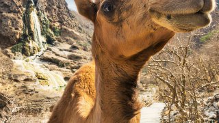 Люди делают верблюдам ботокс, чтобы обмануть жюри конкурсов красоты