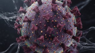 Опасный вирус Нипах возвращается в Индию: что нужно знать о вспышке