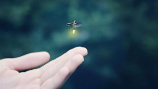 От насекомых до морских львов, животные, похоже, разделяют скрытый ритм общения