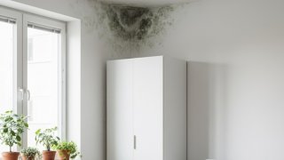 Стало известно, почему плесень на стенах появляется даже после обработки антисептиком