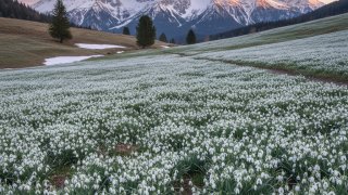 В России ужесточили наказание за сбор краснокнижных растений, включая подснежники