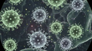 Роспотребнадзор прокомментировал ситуацию с вирусом Нипах после случая смерти в Бангладеш