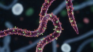 Вспышка Эболы в Конго: более 750 случаев заражения, 177 человек погибли