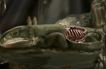 Окаменелость мумии возрастом 289 миллионов лет