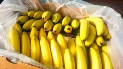 Экспорт эквадорских бананов в Россию «сожрала» муха-горбатка