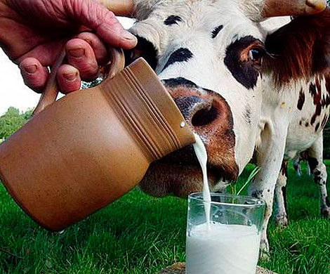 Молоко идет на рекорд
