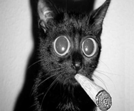 Кошкам нельзя курить?