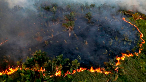 Амазонские пожары сжигают репутацию Болсонару повсюду кроме Бразилии