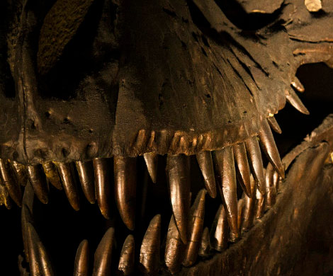 Американские палеонтологи обнаружили останки уникального динозавра