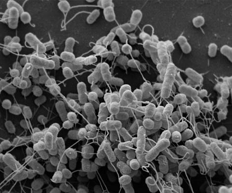 Бактерии «подкармливают» друг друга с помощью нанотрубок