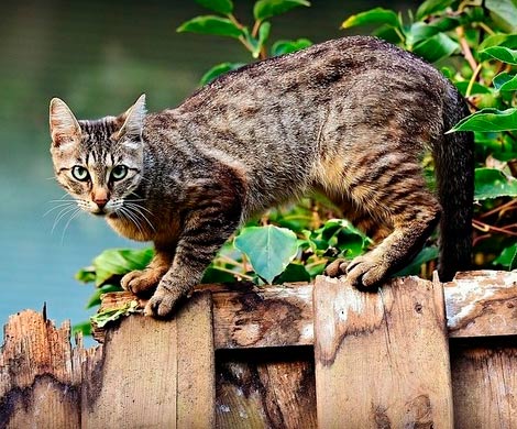 Барнаульские ученые составили картотеку генотипов беспородных кошек региона