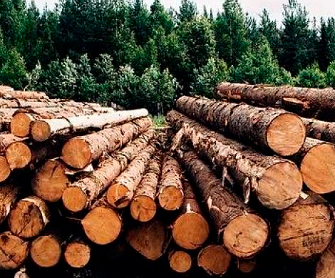 Беларусь может запретить вывоз необработанной древесины