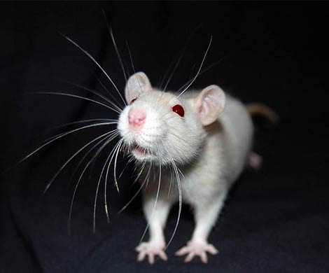 Биологам удалось вырастить крыс женского пола с мужским мозгом