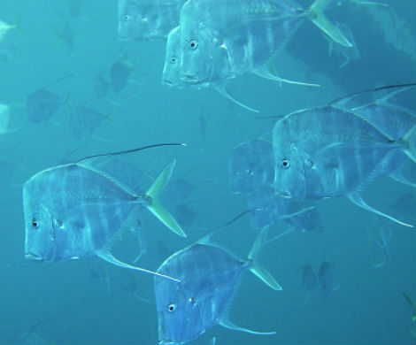 Биологи разгадали секрет рыб-невидимок