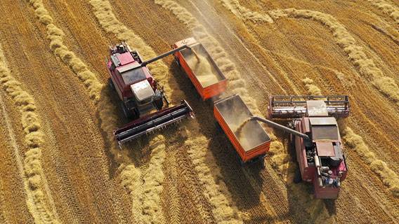 Битва за урожай-2022: рекордные 150 млн. тонн зерновых, включая 105,3 млн. тонн пшеницы
