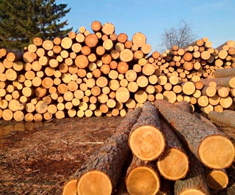 Бразилия увеличила экспорт древесины на 23%