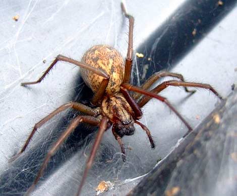 Британцев предупредили о нашествии гигантских пауков этой осенью
