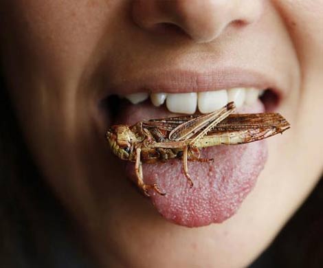 Британские ученые научат есть насекомых