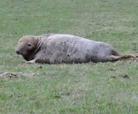 Британский фермер обнаружил в поле тюленя