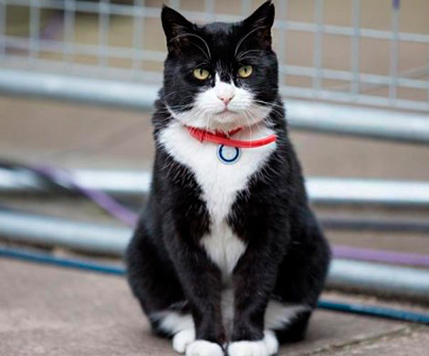 Британский МИД ввел мораторий на кормежку ведомственного кота