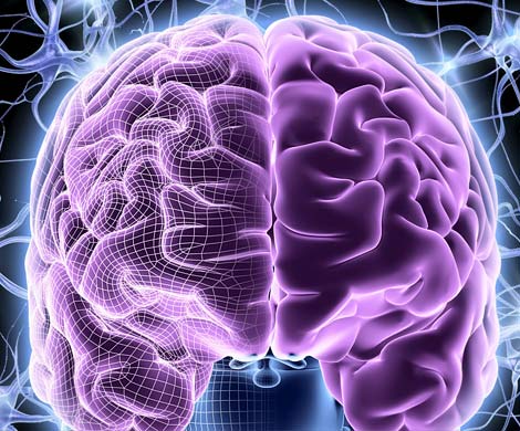 Человеческий мозг развился благодаря древним вирусам 