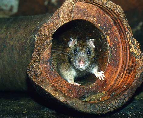Чтобы избавить подвалы домов от крыс, достаточно просто отрезать грызунам усы