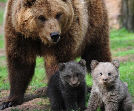 Девушка застрелила медведицу с медвежатами в Якутии, защищая себя