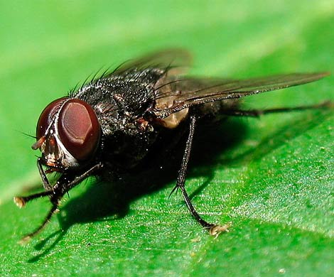 Диагностировать рак помогут мухи
