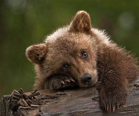 Дикий медвежонок бегает по улицам Ижевска уже второй день